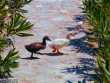 Ducklings crossing path