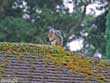 Squirrel on Garage Roof