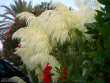 Pampas Grass and Hibiscus