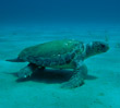 Caretta turtle